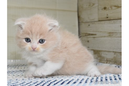 成約済の愛知県のスコティッシュフォールド(折れ耳)-91937の5枚目